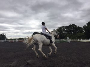 Equestrian first aid providers Hertdordshire